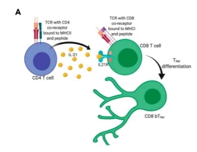 QIAGEN запускает QuantyFERON SARS-CoV-2 для исследования причин, распространения и контроля COVID-19 с помощью оценки Т-клеточного ответа.